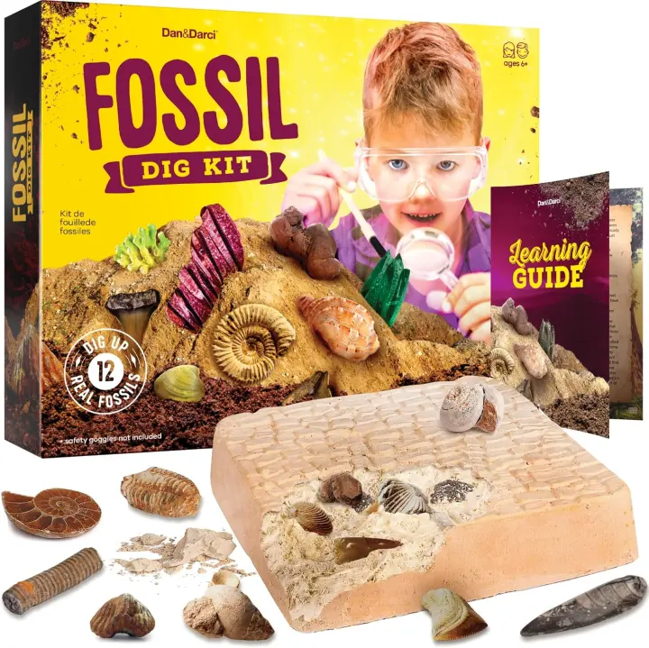 Real Fossil Dig Kit for Kids — Hands-On Paleontology Set
